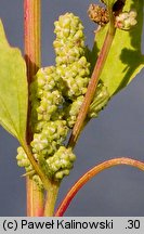 Chenopodium acerifolium (komosa ostroklapowa)