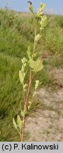 Chenopodium acerifolium (komosa ostroklapowa)