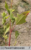 Chenopodium acerifolium (komosa ostroklapowa)