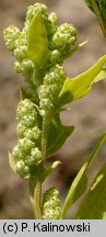 Chenopodium acerifolium (komosa ostroklapowa)