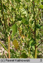 Chenopodium acerifolium (komosa ostroklapowa)