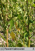 Chenopodium acerifolium (komosa ostroklapowa)