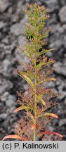 Chenopodium aristatum (komosa oścista)