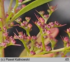 Chenopodium aristatum (komosa oścista)