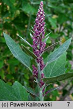 Chenopodium giganteum (komosa olbrzymia)