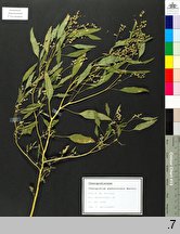 Chenopodium pedunculare (komosa szypułowa)