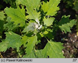 Chenopodium quinoa (komosa ryżowa)