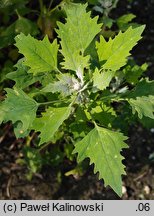 Chenopodium quinoa (komosa ryżowa)