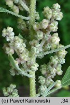 Chenopodium quinoa (komosa ryżowa)