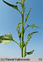 Chenopodium urbicum (komosa trójkątna)