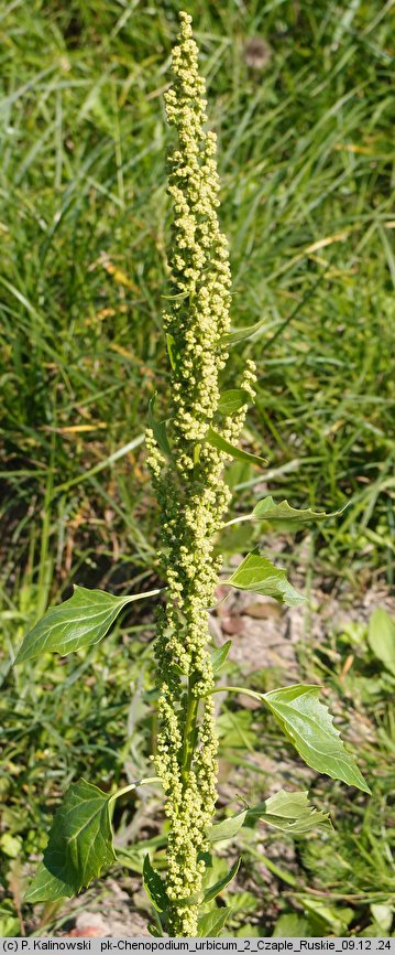 Chenopodium urbicum (komosa trójkątna)