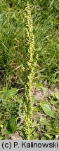 Chenopodium urbicum (komosa trójkątna)