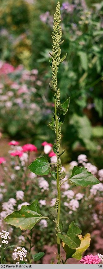 Chenopodium urbicum (komosa trójkątna)