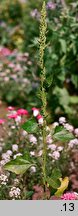 Chenopodium urbicum (komosa trójkątna)