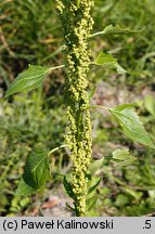 Chenopodium urbicum (komosa trójkątna)