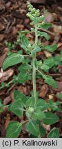 Chenopodium vulvaria (komosa mierzliwa)