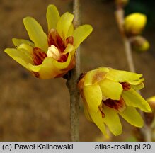 Chimonanthus praecox (zimokwiat wczesny)