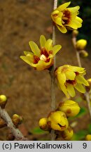 Chimonanthus praecox (zimokwiat wczesny)