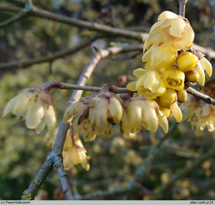 Chimonanthus praecox var. grandiflorus