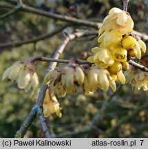 Chimonanthus praecox var. grandiflorus