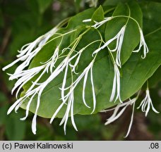 Chionanthus retusus (śniegowiec chiński)