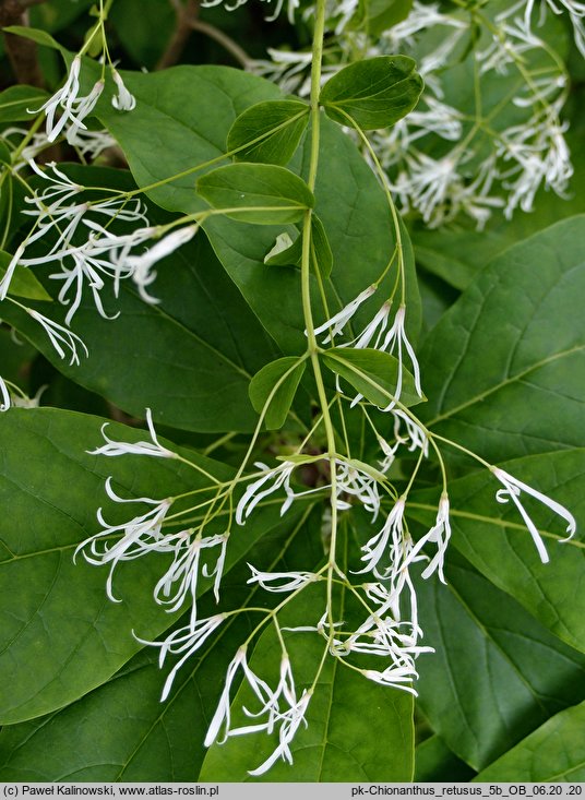 Chionanthus retusus (śniegowiec chiński)