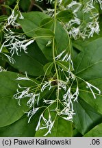 Chionanthus retusus (śniegowiec chiński)