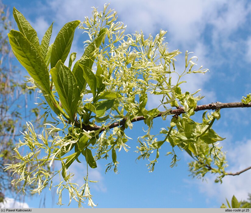 Chionanthus virginicus (śniegowiec wirginijski)