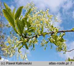 Chionanthus virginicus (śniegowiec wirginijski)