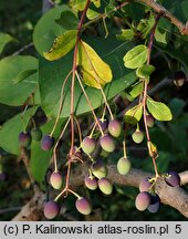 Chionanthus virginicus (śniegowiec wirginijski)