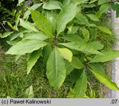 Chionanthus virginicus (śniegowiec wirginijski)