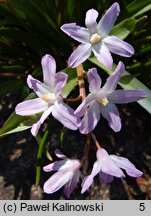 Scilla forbesii Pink Giant
