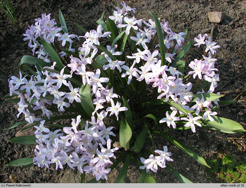 Scilla forbesii Pink Giant