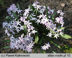Scilla forbesii Pink Giant