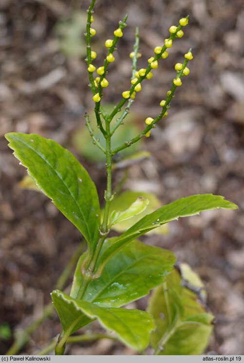 Chloranthus spicatus