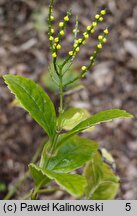 Chloranthus spicatus