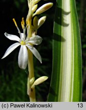 Chlorophytum comosum (zielistka Sternberga)