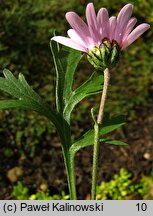 Chrysanthemum oreastrum