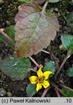 Chrysogonum virginianum (chryzogonum wirginijksie)