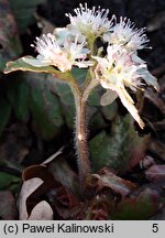 Chrysosplenium macrophyllum