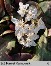 Chrysosplenium macrophyllum