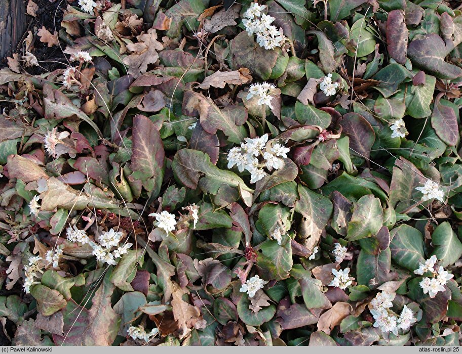 Chrysosplenium macrophyllum