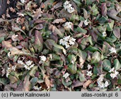 Chrysosplenium macrophyllum