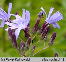 Cicerbita bourgaei