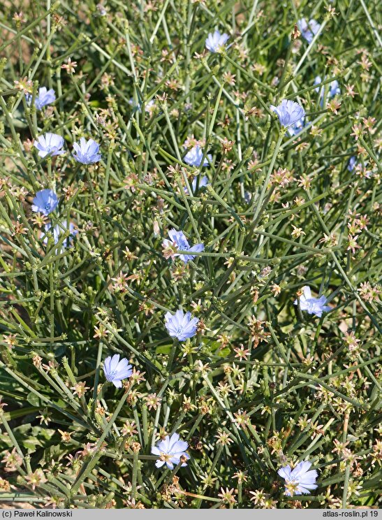 Cichorium endivia ssp. divaricatum