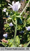 Cichorium endivia ssp. divaricatum