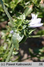 Cichorium endivia ssp. divaricatum