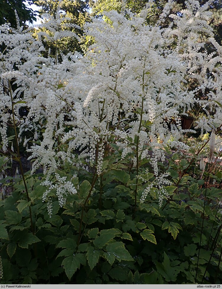 Actaea dahurica (pluskwica dahurska)