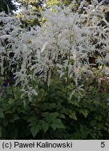 Actaea dahurica (pluskwica dahurska)