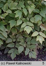 Actaea dahurica (pluskwica dahurska)